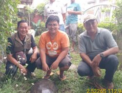 Biuku, Kura-kura Sungai yang Diserahkan Warga ke BKSDA Sampit. Begini Kondisinya