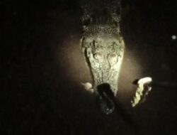 Seekor Buaya Berkeliaran di Sungai Mentawa Sampit, Warga Malah Memberinya Makan. Ini Bahayanya