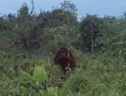 Seekor Orangutan Terekam Kamera Saat Memakan Tanaman Milik Warga, BKSDA Sampit Turun ke Lokasi
