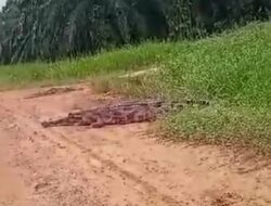 Buaya Besar Jenis Sapit Berkeliaran di Kebun Sawit, Ini Imbauan BKSDA Sampit