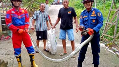 Ular Piton di Kandang Ternak Warga Berhasil di Evakuasi Petugas Damkarmat Barut