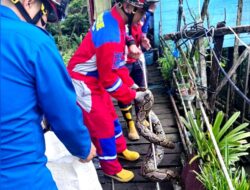 Ular Piton 2,5 Meter dari Kandang Ayam Warga di Evakuasi Disdamkarmat Barut