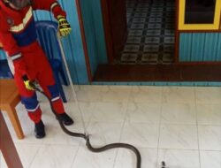 Tim Disdamkarmat Barut Evakuasi Ular King Cobra di Rumah Warga