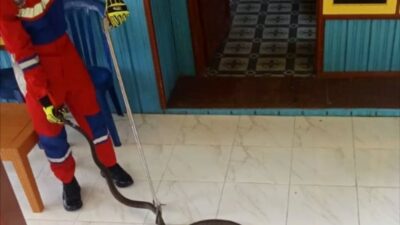 Tim Disdamkarmat Barut Evakuasi Ular King Cobra di Rumah Warga