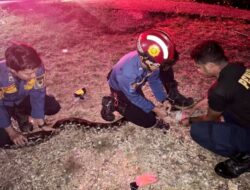Disdamkarmat Barut Evakuasi Ular Piton 4 Meter di Halaman Rumah Warga