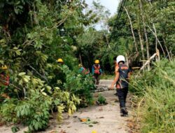 Anggota TRC Pusdalops BPBD Barut dan PLN Tangani Pohon Tumbang