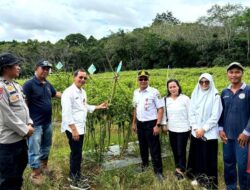 DKPP Barut Dorong Program P2L Untuk Stabilkan Harga Cabai Rawit Selama Ramadhan