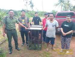 Dirawat 11 Tahun, Warga Desa Beringin Makmur Kotim  Serahkan Seekor Orangutan  ke BKSDA