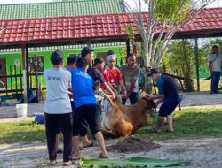 SDIT Al-Madaniyah Samuda Berkurban, Menebar Cinta dan Harapan di Hari Raya Idul Adha