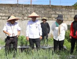 Dinas TPHP Kalteng Kembangkan Bawang Merah TSS di Lahan Pekarangan