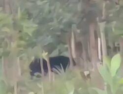 Kemunculan Beruang Madu Diduga di Sampit Bikin Heboh
