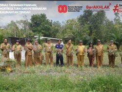 Dorong Produktivitas Petani, Dinas TPHP Kalteng Dukung Panen Bawang Merah di Tangkiling